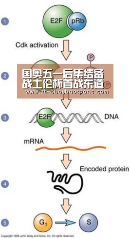 国奥五一后集结备战土伦杯首战东道主法国队|ob欧宝体育(图1) ob欧宝体育